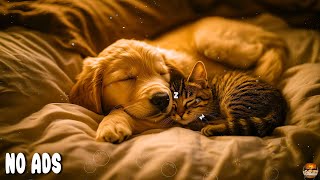 Dog Relaxation🐶🌈| Calming Music for Stress, Sleep & Separation Anxiety - Dog Sleep Music💖🌈No Ads