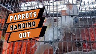 Parrots Hanging Out!