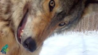 Wolf launches vicious and merciless attack...on a camera
