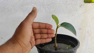 Banyan Bonsai 2