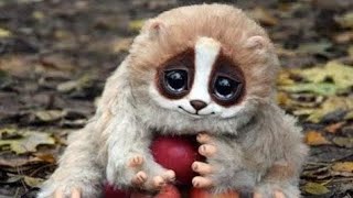 不要被外表迷惑,10個能要你命三千的可愛動物! - 老王頻道