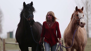 International Horse Certification Course with Business Training