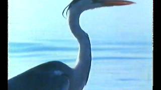 National Geographic: Etosha: Place of Dry Water (1980)