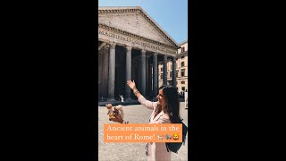 Ancient animals in the heart of Rome!