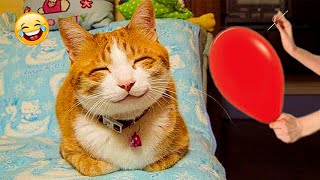 Try not to laugh🤣🐶 New funny video about cats and dogs 😹