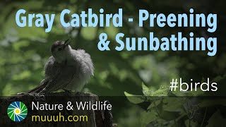 👀 Gray Catbird Sunbathing and Preening