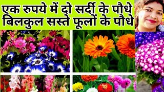 सबसे सस्ता ठंडी के फूलों की खरीदारी | winter plant shopping.hibsicus.rose.petunia.gudhal.plant shopp