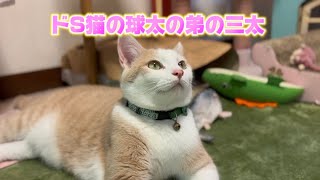 球太の弟の三太です♪