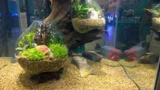 Aquatic Experience 2015 Highlights