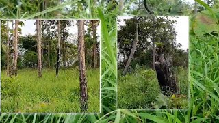 Really beautiful mountain forest nature [ KP Entertainment ]