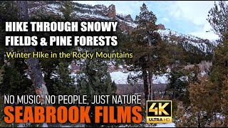 Hike Through Snowy Fields and Pine Forests: Winter Hike in the Rocky Mountains