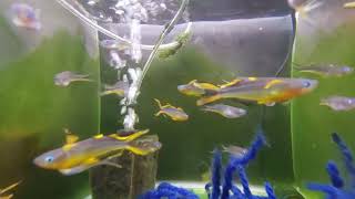 Rob's Forktail Blue-eye Rainbow Fish.