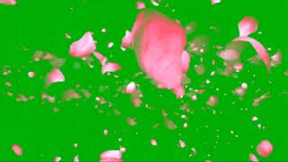 Rose flower || gulab ki pankhudi || green screen effect // no copyright #greenscreeneffects