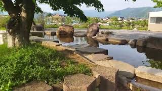 beautiful garden in japan
