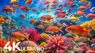 AQUARIUM 4K (ULTRA HD) - Beautiful Fish Swimming & Colorful Sea Life Video 🐠 Deep Sleep Music #23