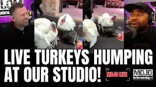 MOJO LIVE 11/25 | TURKEYS HUMPING AT OUR STUDIO, Josiah Isn't home for the Holidays + MORE!
