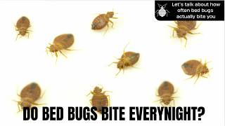 How Often Do Bed Bugs Bite? Spoiler: It’s Probably Less Than You Think