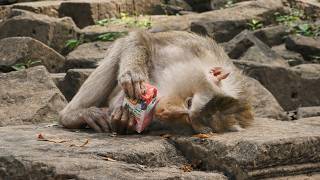 Sweet Monkey Mom Libby Looks So Tired Caring for Baby Levy 💞🍼We Give Her Milk for Energy