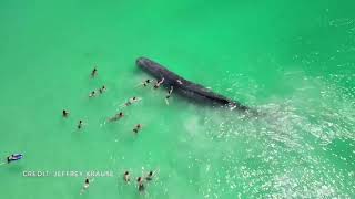Sperm whale in critical condition stranded in Australia, experts doubt survival