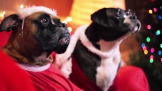 Happy Howlidays - Four Legged Christmas
