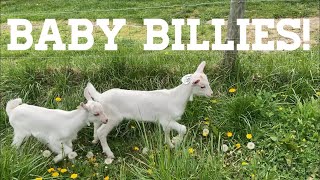 Baby Billies!