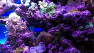 Benavatar reef tank with sea apple