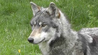 UK Wolf Conservation Trust