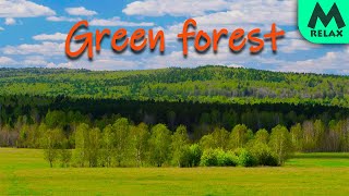Green forest with a beautiful view