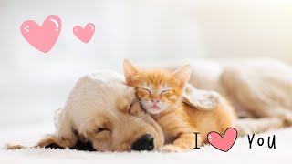 I Love You | Cute Baby Animals | Song for Baby