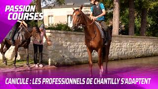 CANICULE : LES PROFESSIONNELS DE CHANTILLY S'ADAPTENT