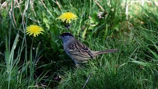 Golden crowned sparrow eating dandelion 4 21 21