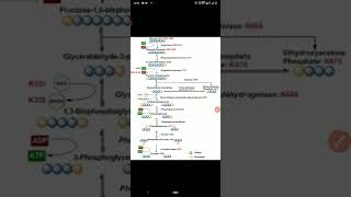 Glycolysis part 2 - preparatory phase