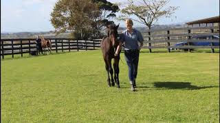 Lot 121 Vincent - Honey To The Bee Colt