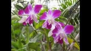 hoa lan