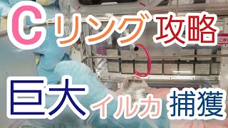 Cリング　クレーンゲーム攻略　巨大イルカ捕獲