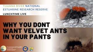 Lunchtime Live: Why You Don't Want Velvet Ants in Your Pants