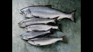 Alaska Seafood