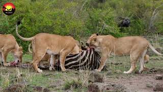 Wildlife Of Lions | Ultra HD net geo wild documentary | wildwide life