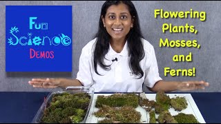 Land Plants: Moss, Ferns, and Flowering Plants