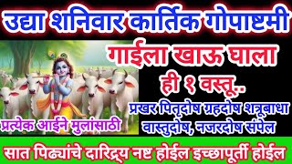 उद्या शनिवार गोपाष्टमी गाईला खाऊ घाला ही एक वस्तू सात पिढ्यांचे दारिद्र्य नष्ट होऊन इच्छापूर्ती होईल