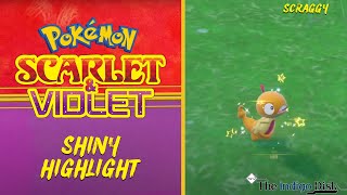 Shiny Scraggy REACTION! - Pokemon Scarlet and Violet