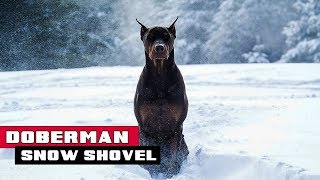 Doberman And The Snow Shovel • Norbird Media