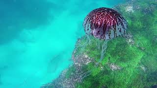Jellyfish at Birubi beach near Port Stephens