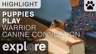 Puppies Play Under Bed - Warrior Canine Connection - Live Cam Highlight
