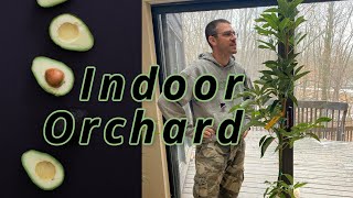 Planting an Indoor Orchard