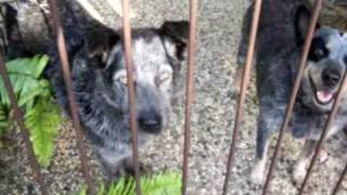 Australian Cattle Dogs