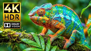 4K HDR Wildlife Masterpiece | Dolby Vision Animal Footage in Stunning Detail (4K/8K TV)