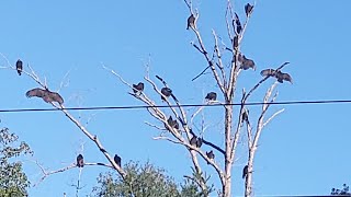 Turkey Vultures Roosting In The Cool Morning 10/22/25