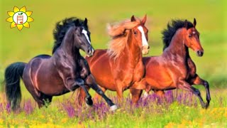 Beautiful Horses - Relaxing Music for Sleep, Healing, Concentration, Work, Study 🌞 #relaxingmusic