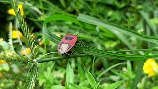 Red bug || Our Garden || Nature || Cinematic